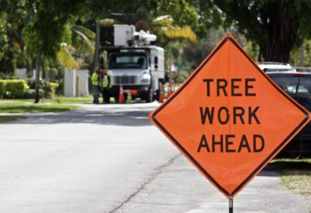tree removal Springboro oh