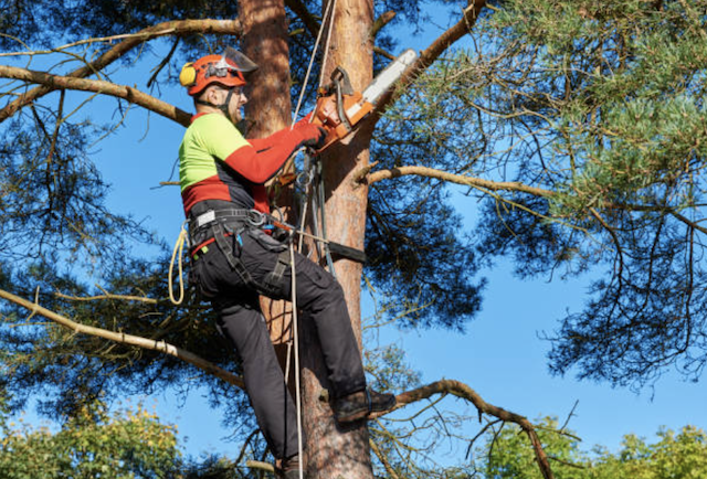 tree pruning montgomery