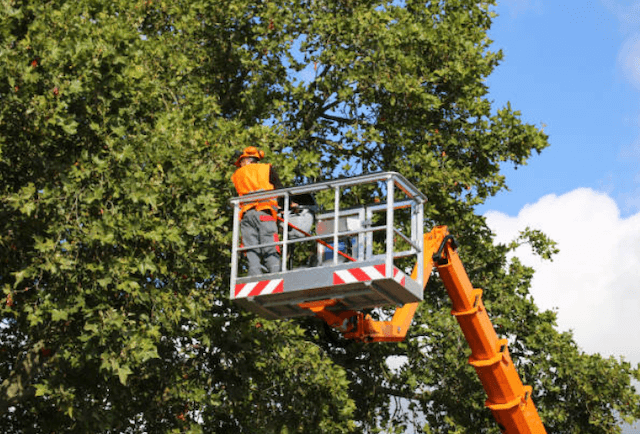 tree trimming Springboro oh